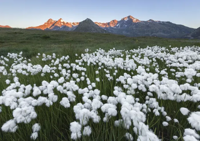 Framed Print : Spluga valley peaks with blooming Cottongrass flowers (Eriophorum), Montespluga, Madesimo Framed Print : Spluga valley peaks with blooming Cottongrass flowers (Eriophorum), Montespluga, Madesimo