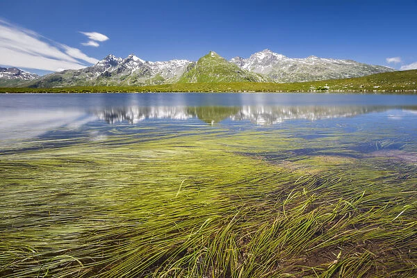 Spluga valley peaks reflected on Andossi lake with Sparganium plants