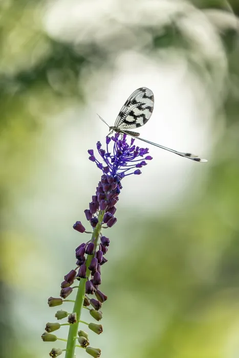 Framed Print : Spoonwing lacewing (Nemoptera sinuata), Rhodope Mountains, Bulgaria, May 2025 Framed Print : Spoonwing lacewing (Nemoptera sinuata), Rhodope Mountains, Bulgaria, May 2025