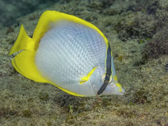 Framed Print : Spotfin Butterflyfish (Chaetodon ocellatus), Grand Cayman, Cayman Islands, British West Indies Framed Print : Spotfin Butterflyfish (Chaetodon ocellatus), Grand Cayman, Cayman Islands, British West Indies