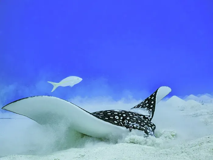 Framed Print : Spotted Eagle Ray (Aetobatus narinari), Grand Cayman, Cayman Islands, British West Indies Framed Print : Spotted Eagle Ray (Aetobatus narinari), Grand Cayman, Cayman Islands, British West Indies
