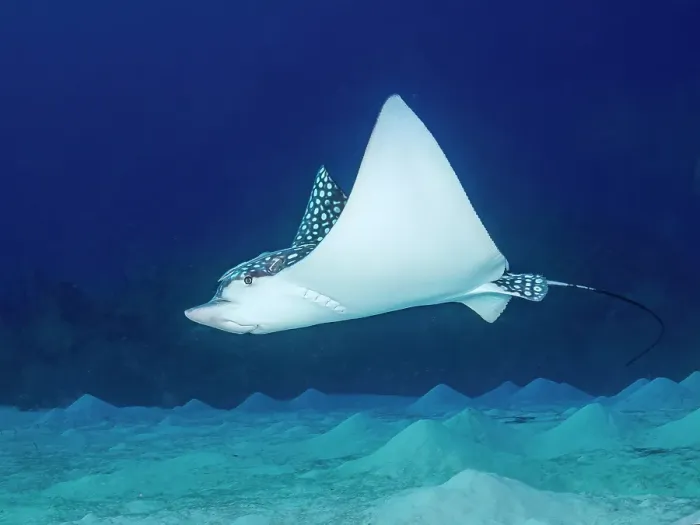 Framed Print : Spotted Eagle Ray (Aetobatus narinari), Grand Cayman, Cayman Islands, British West Indies Framed Print : Spotted Eagle Ray (Aetobatus narinari), Grand Cayman, Cayman Islands, British West Indies