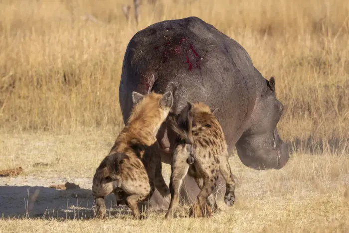 Framed Print : Spotted Hyena attacking a hippo, Okavango Delta, Botswana Framed Print : Spotted Hyena attacking a hippo, Okavango Delta, Botswana