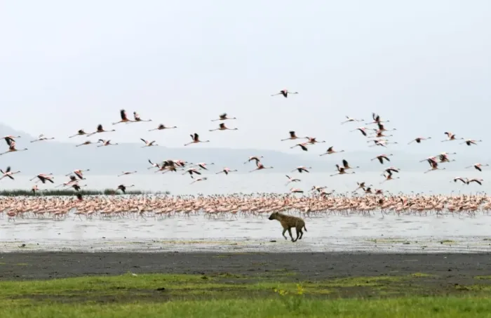 Framed Print : A spotted hyena chases lesser flamingos on the shoreline of Lake Nakuru, Kenya Framed Print : A spotted hyena chases lesser flamingos on the shoreline of Lake Nakuru, Kenya