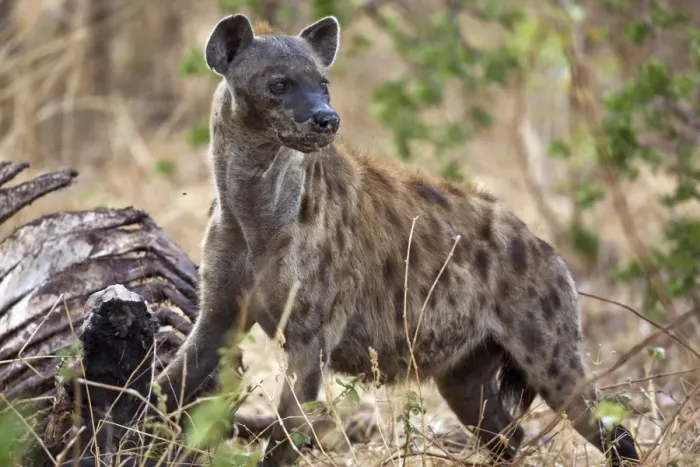Framed Print : A spotted hyena in Katavi National Park Framed Print : A spotted hyena in Katavi National Park