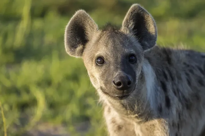 Framed Print : Spotted hyena male pup at Southern Den, Liuwa Plain National Park, Zambia Framed Print : Spotted hyena male pup at Southern Den, Liuwa Plain National Park, Zambia