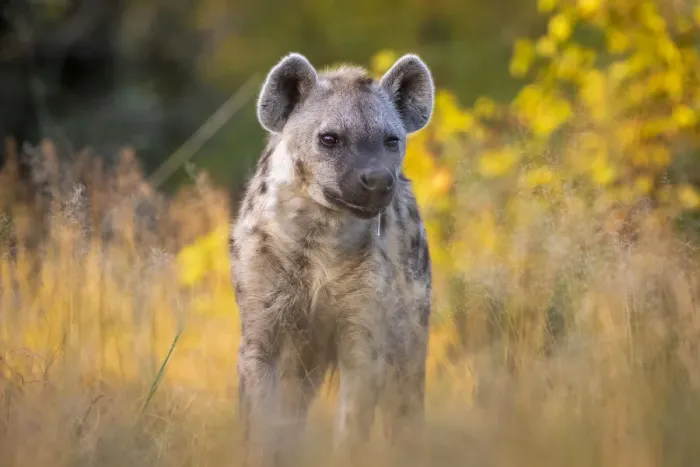Framed Print : Spotted Hyena, Moremi Game Reserve, Okavango Delta, Botswana Framed Print : Spotted Hyena, Moremi Game Reserve, Okavango Delta, Botswana