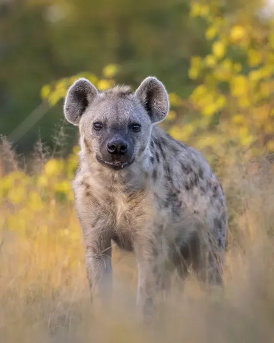 Framed Print : Spotted Hyena, Moremi Game Reserve, Okavango Delta, Botswana Framed Print : Spotted Hyena, Moremi Game Reserve, Okavango Delta, Botswana