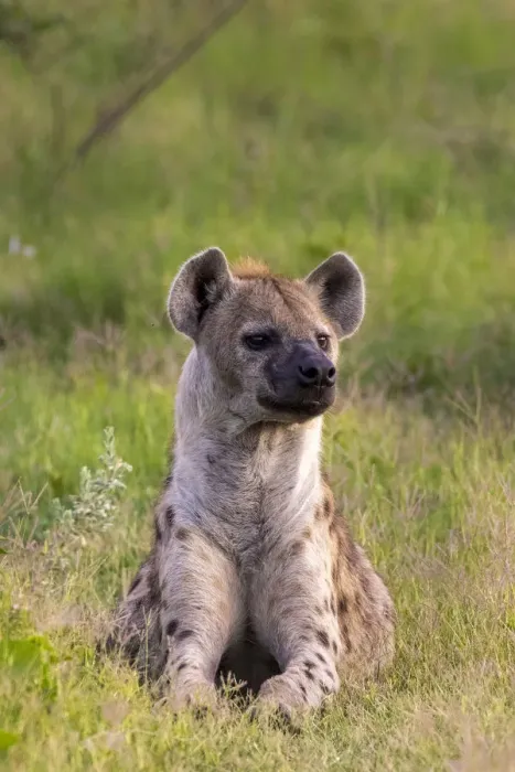 Framed Print : Spotted Hyena, Okavango Delta, Moremi Game Reserve, Botswana