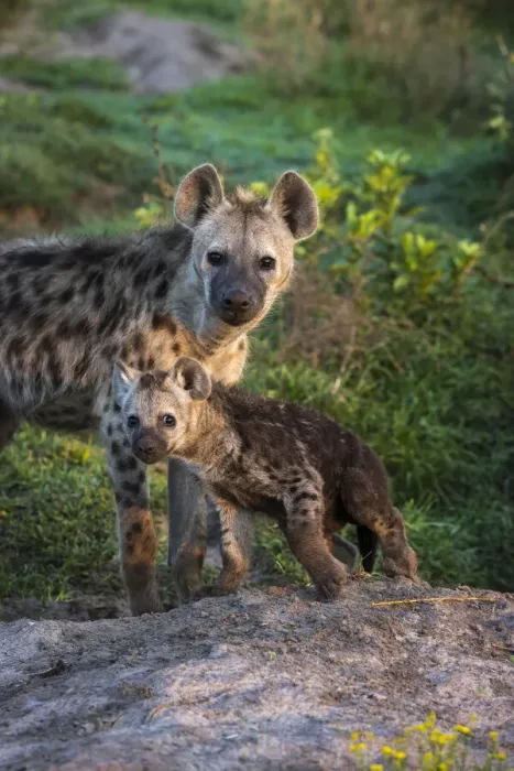 Framed Print : Spotted hyena pup with brother at Miyumi Den, Liuwa Plain National Park, Zambia Framed Print : Spotted hyena pup with brother at Miyumi Den, Liuwa Plain National Park, Zambia