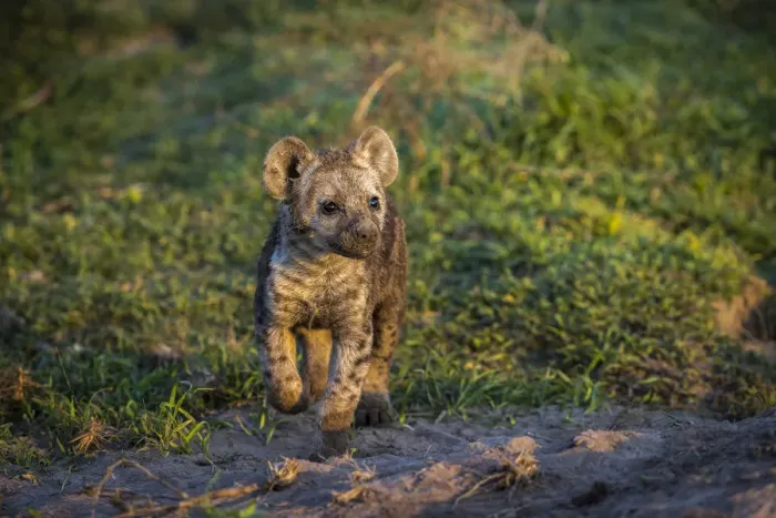 Framed Print : Spotted hyena pup at Miyumi Den, Liuwa Plain National Park, Zambia Framed Print : Spotted hyena pup at Miyumi Den, Liuwa Plain National Park, Zambia