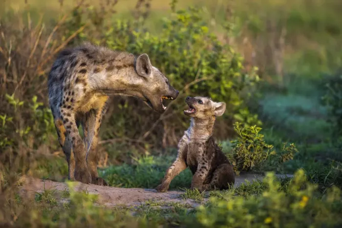 Framed Print : Spotted hyena pup playing with brother at Miyumi Den, Liuwa Plain National Park, Zambia Framed Print : Spotted hyena pup playing with brother at Miyumi Den, Liuwa Plain National Park, Zambia