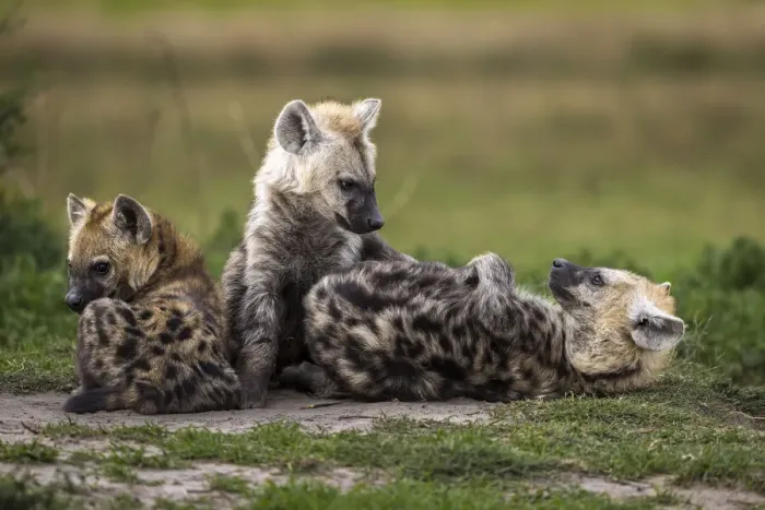 Framed Print : Spotted hyena pups at Southern Den, Liuwa Plain National Park, Zambia Framed Print : Spotted hyena pups at Southern Den, Liuwa Plain National Park, Zambia