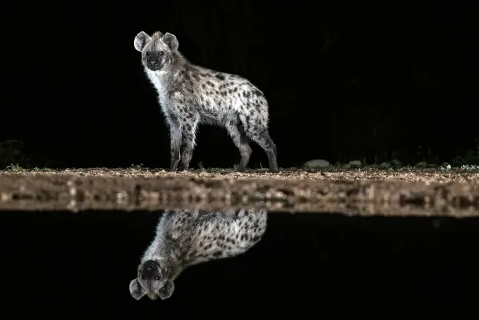 Framed Print : Spotted hyena reflected in floodlit watering hole, Zimanga Private Game Reserve, Natal, South Africa Framed Print : Spotted hyena reflected in floodlit watering hole, Zimanga Private Game Reserve, Natal, South Africa