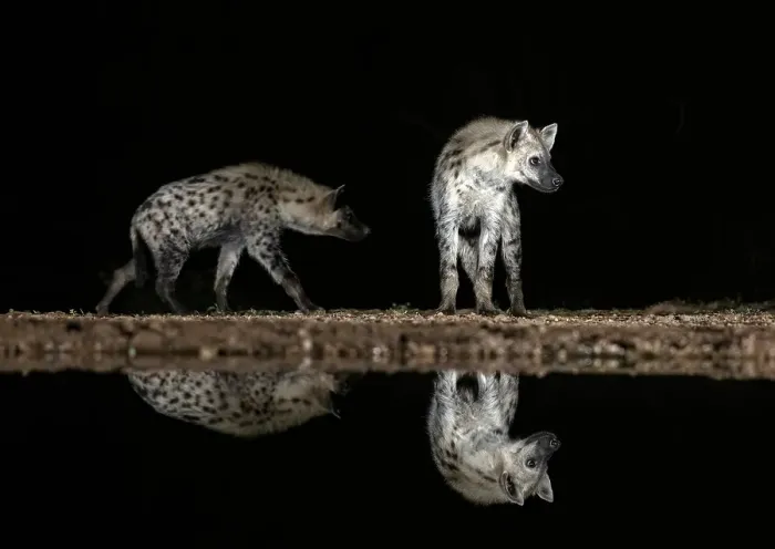 Framed Print : Spotted hyena reflected in floodlit watering hole, Zimanga Private Game Reserve, Natal, South Africa