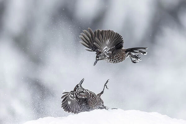 Spotted Nutcracker (Nucifraga caryocatactes), pair fighting over food in snow, Bulgaria