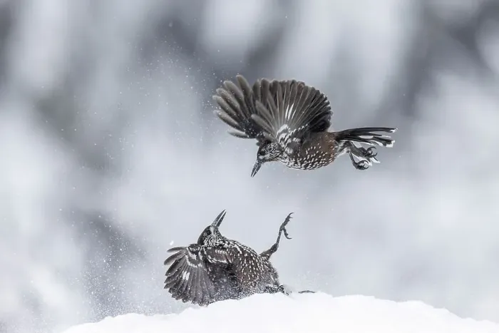 Framed Print : Spotted Nutcracker (Nucifraga caryocatactes), pair fighting over food in snow, Bulgaria Framed Print : Spotted Nutcracker (Nucifraga caryocatactes), pair fighting over food in snow, Bulgaria