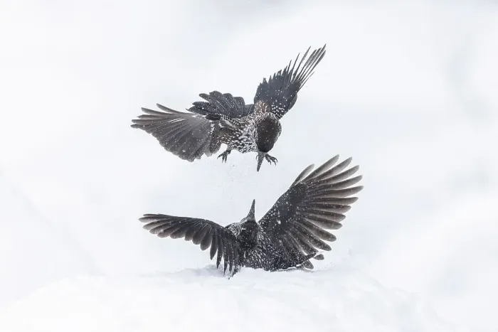 Framed Print : Spotted Nutcracker (Nucifraga caryocatactes), pair fighting over food in snow, Bulgaria Framed Print : Spotted Nutcracker (Nucifraga caryocatactes), pair fighting over food in snow, Bulgaria