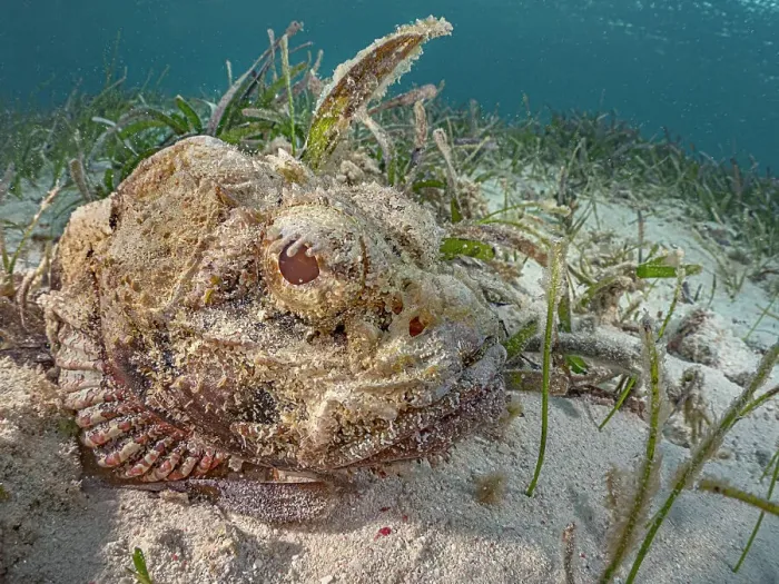 Framed Print : Spotted Scorpionfish (Scorpaena plumieri), Grand Cayman, Cayman Islands, British West Indies Framed Print : Spotted Scorpionfish (Scorpaena plumieri), Grand Cayman, Cayman Islands, British West Indies