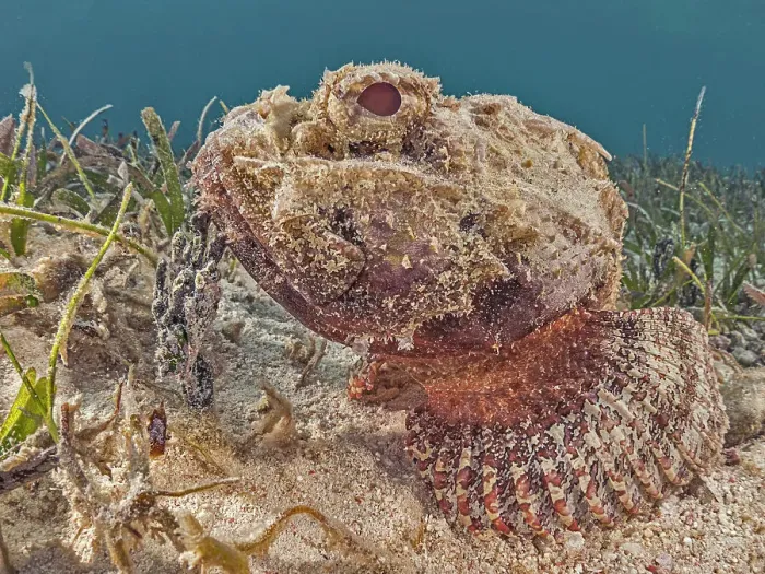 Framed Print : Spotted Scorpionfish (Scorpaena plumieri), Grand Cayman, Cayman Islands, British West Indies Framed Print : Spotted Scorpionfish (Scorpaena plumieri), Grand Cayman, Cayman Islands, British West Indies