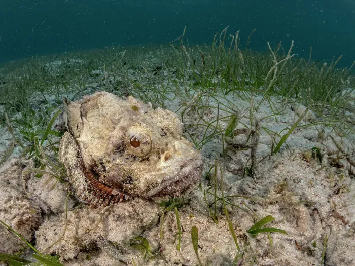 Framed Print : Spotted Scorpionfish (Scorpaena plumieri), Grand Cayman, Cayman Islands, British West Indies Framed Print : Spotted Scorpionfish (Scorpaena plumieri), Grand Cayman, Cayman Islands, British West Indies