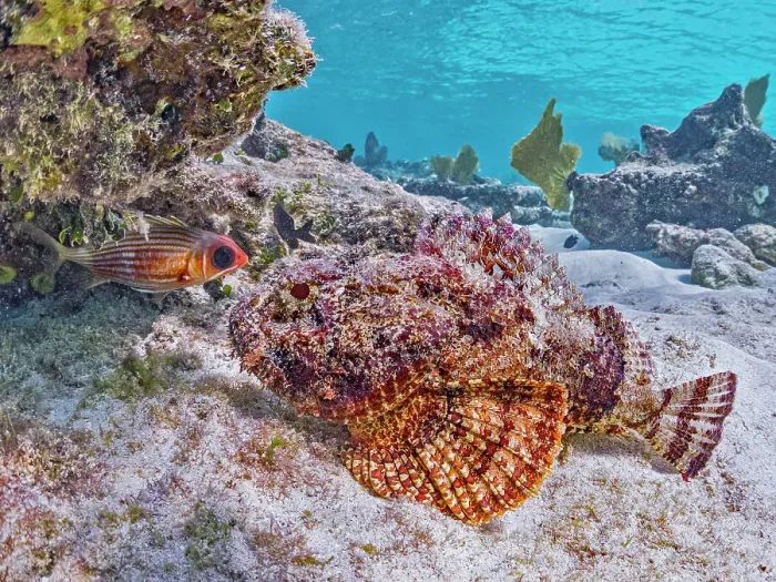 Framed Print : Spotted Scorpionfish (Scorpaena plumieri), Grand Cayman, Cayman Islands, British West Indies Framed Print : Spotted Scorpionfish (Scorpaena plumieri), Grand Cayman, Cayman Islands, British West Indies