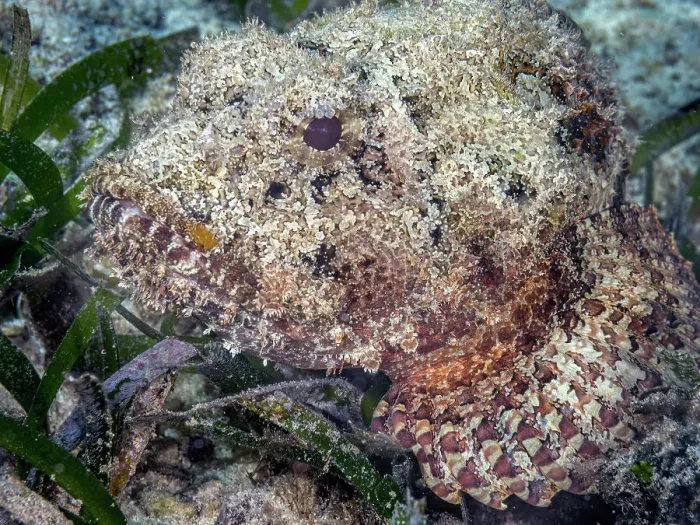Framed Print : Spotted Scorpionfish (Scorpaena plumieri), Grand Cayman, Cayman Islands, British West Indies Framed Print : Spotted Scorpionfish (Scorpaena plumieri), Grand Cayman, Cayman Islands, British West Indies