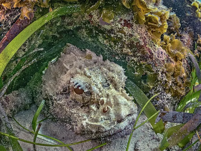 Framed Print : Spotted Scorpionfish (Scorpaena plumieri), Grand Cayman, Cayman Islands, British West Indies Framed Print : Spotted Scorpionfish (Scorpaena plumieri), Grand Cayman, Cayman Islands, British West Indies
