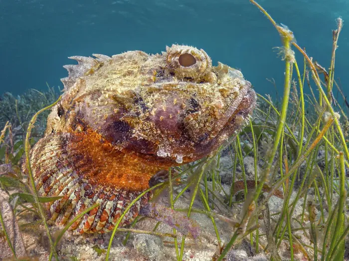 Framed Print : Spotted Scorpionfish (Scorpaena plumieri), Grand Cayman, Cayman Islands, British West Indies Framed Print : Spotted Scorpionfish (Scorpaena plumieri), Grand Cayman, Cayman Islands, British West Indies