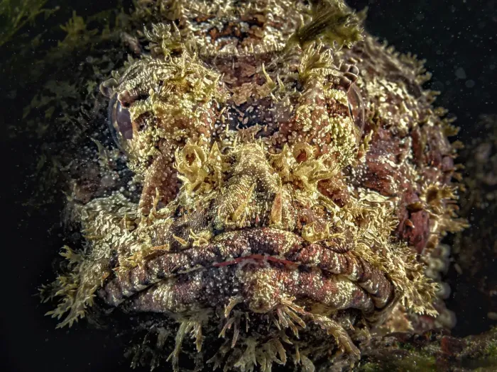 Framed Print : Spotted Scorpionfish (Scorpaena plumieri), Grand Cayman, Cayman Islands, British West Indies Framed Print : Spotted Scorpionfish (Scorpaena plumieri), Grand Cayman, Cayman Islands, British West Indies