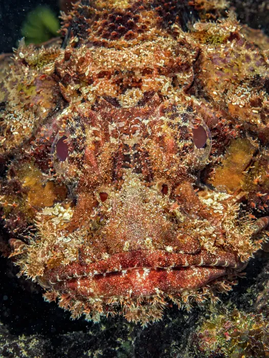 Framed Print : Spotted Scorpionfish (Scorpaena plumieri), Grand Cayman, Cayman Islands, British West Indies Framed Print : Spotted Scorpionfish (Scorpaena plumieri), Grand Cayman, Cayman Islands, British West Indies