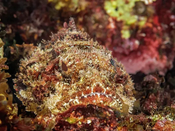 Framed Print : Spotted Scorpionfish (Scorpaena plumieri), Grand Cayman, Cayman Islands, British West Indies Framed Print : Spotted Scorpionfish (Scorpaena plumieri), Grand Cayman, Cayman Islands, British West Indies