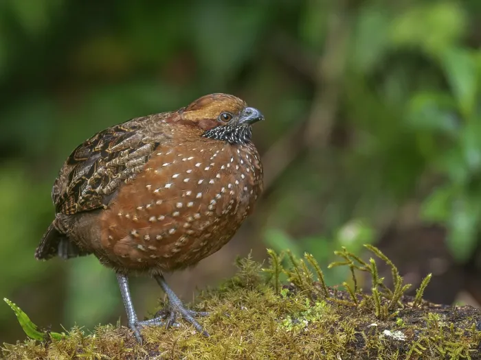 Framed Print : Spotted Wood-Quail (Odontophorus guttatus), Cartago Province, Copey District, Costa Rica Framed Print : Spotted Wood-Quail (Odontophorus guttatus), Cartago Province, Copey District, Costa Rica