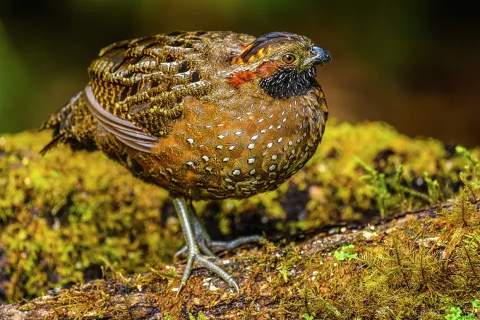 Framed Print : Spotted Wood-Quail (Odontophorus guttatus), Gema del Bosque hotel, Cartago Province, Costa Rica Framed Print : Spotted Wood-Quail (Odontophorus guttatus), Gema del Bosque hotel, Cartago Province, Costa Rica