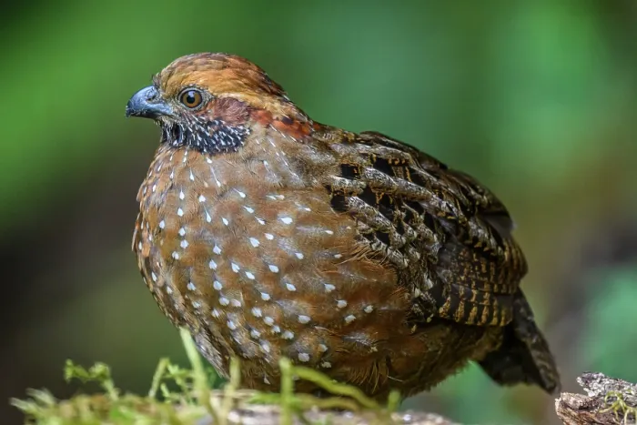 Framed Print : Spotted Wood-Quail (Odontophorus guttatus) Framed Print : Spotted Wood-Quail (Odontophorus guttatus)