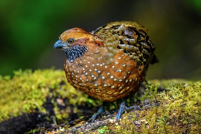 Framed Print : Spotted Wood-Quail (Odontophorus guttatus), Gema del Bosque hotel, Cartago Province, Costa Rica Framed Print : Spotted Wood-Quail (Odontophorus guttatus), Gema del Bosque hotel, Cartago Province, Costa Rica