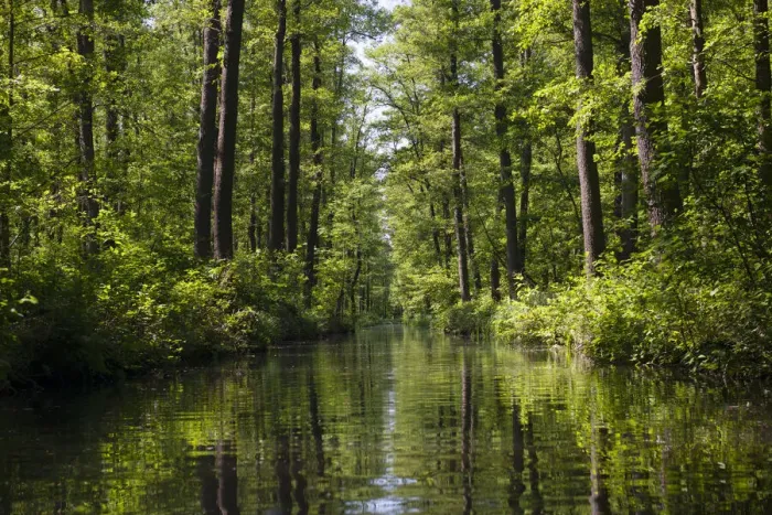 Framed Print : Spreewald, dense forest reflected in the water of a river, Brandenburg, Germany, Europe Framed Print : Spreewald, dense forest reflected in the water of a river, Brandenburg, Germany, Europe