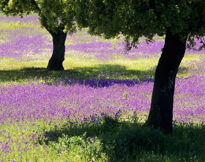 Framed Print : Spring on the Alentejo plain, Portugal Framed Print : Spring on the Alentejo plain, Portugal