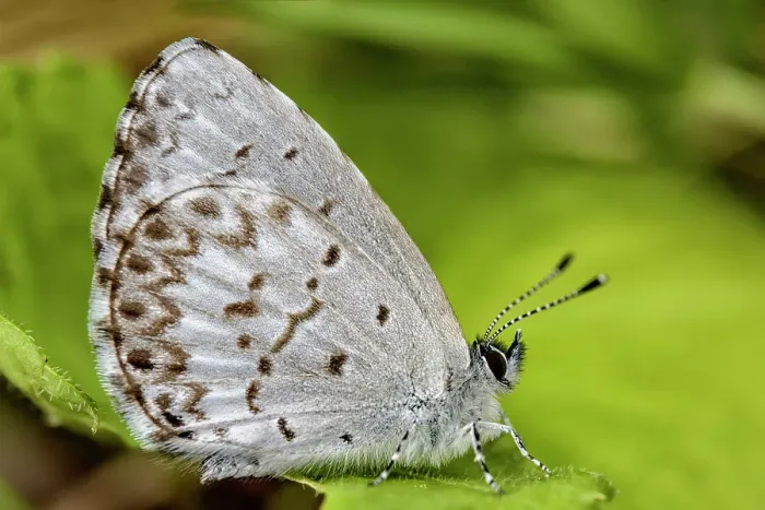 Framed Print : Spring Azure (Celastrina ladon), Muskoka, Ontario, Canada Framed Print : Spring Azure (Celastrina ladon), Muskoka, Ontario, Canada