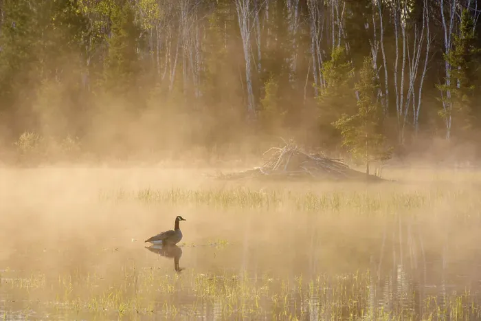 Framed Print : Spring beaver pond with rising mists, at dawn, Greater Sudbury, Ontario, Canada Framed Print : Spring beaver pond with rising mists, at dawn, Greater Sudbury, Ontario, Canada