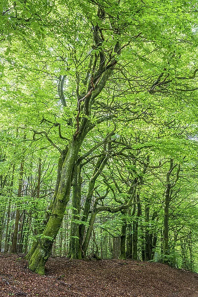 Spring in the beech forest in the Rheingau-Taunus Nature Park near Engenhahn, Niedernhausen, Hesse, Germany