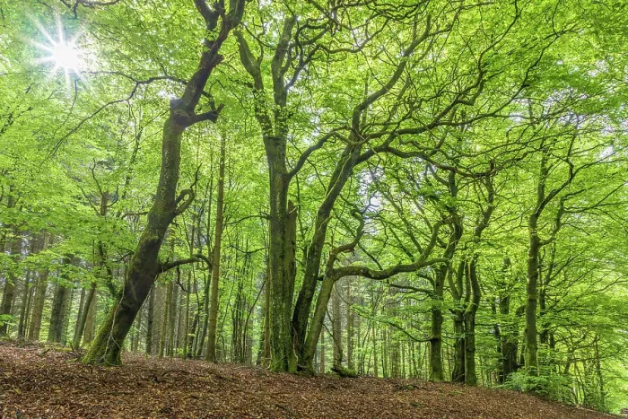 Framed Print : Spring in the beech forest in the Rheingau-Taunus Nature Park near Engenhahn, Niedernhausen, Hesse, Germany Framed Print : Spring in the beech forest in the Rheingau-Taunus Nature Park near Engenhahn, Niedernhausen, Hesse, Germany
