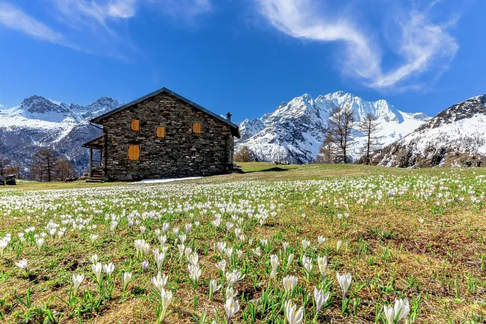 Framed Print : Spring bloom of crocus, Valmalenco, Sondrio province, Valtellina, Lombardy, Italy Framed Print : Spring bloom of crocus, Valmalenco, Sondrio province, Valtellina, Lombardy, Italy