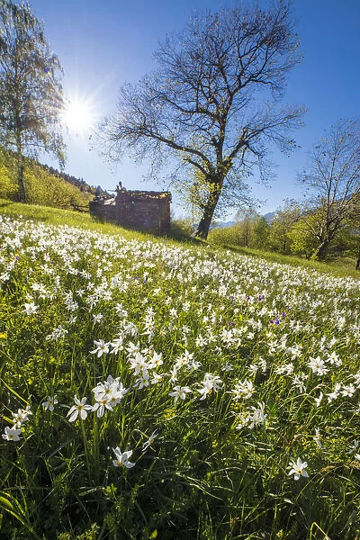 Spring bloom of daffodils in the green meadows of the Orobie Alps Dossa province of