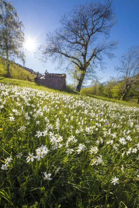 Framed Print : Spring bloom of daffodils in the green meadows of the Orobie Alps Dossa province of