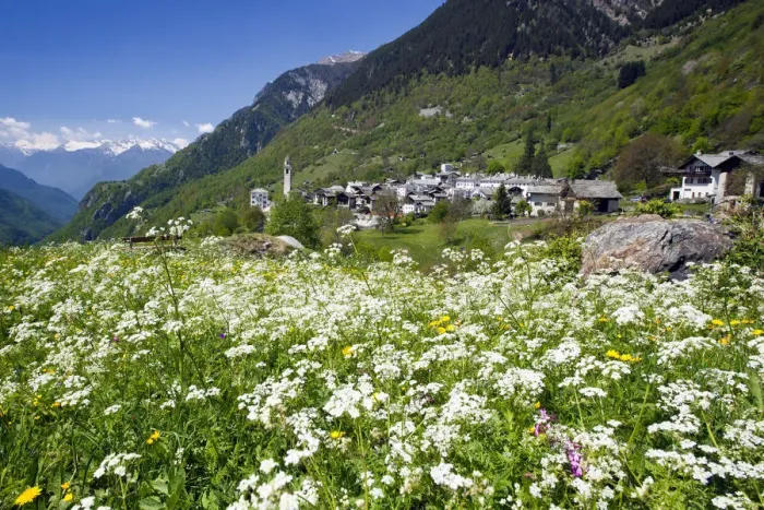 Framed Print : Spring blooms in the meadows of Soglio. Val Bregaglia. Switzerland. Europe Framed Print : Spring blooms in the meadows of Soglio. Val Bregaglia. Switzerland. Europe