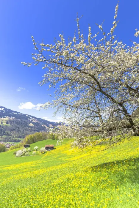 Framed Print : Spring blooms in Sankt Antonien, Prattigau valley, District of Prattigau / Davos, Canton Framed Print : Spring blooms in Sankt Antonien, Prattigau valley, District of Prattigau / Davos, Canton