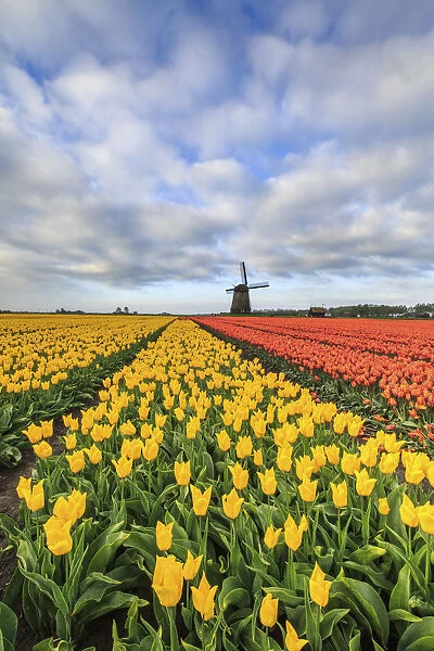 Spring clouds on fields of multicolored tulips and windmill Berkmeer Koggenland North
