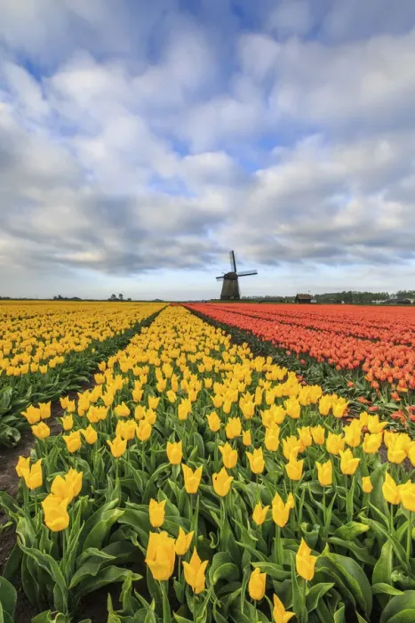 Framed Print : Spring clouds on fields of multicolored tulips and windmill Berkmeer Koggenland North Framed Print : Spring clouds on fields of multicolored tulips and windmill Berkmeer Koggenland North