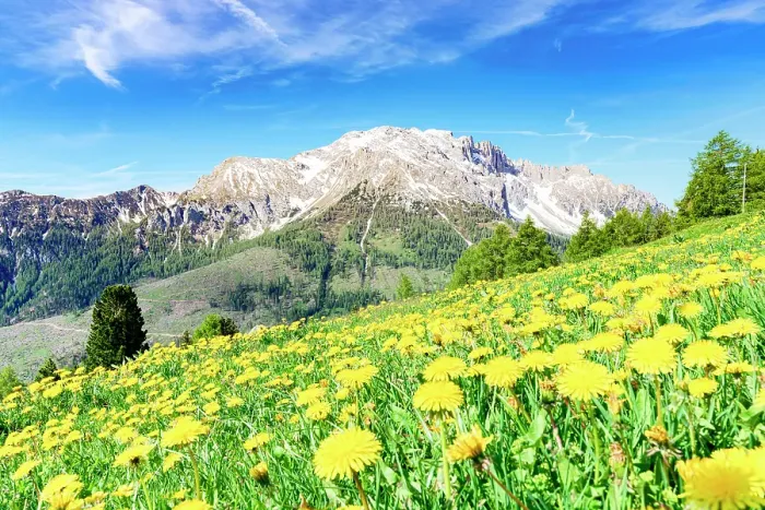 Framed Print : Spring fields of yellow flowers in bloom with Latemar mountain range on background, Dolomites, Val di Fassa, South Tyrol, Italy Framed Print : Spring fields of yellow flowers in bloom with Latemar mountain range on background, Dolomites, Val di Fassa, South Tyrol, Italy